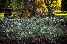 Snowdrops At Terrace Station Gardens Hororata South Island New Zealand Snowdrops Flowers Flowerbuds Colour Woodland Landscape Photography Wood Pallets