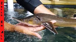Are they making a comeback? Sturgeon A Fish With No Mouth Youtube