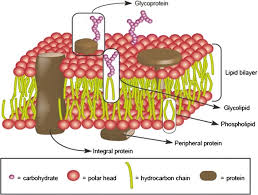 It is a soft, flexible liquid bilayer of lipid generally speaking, the glycosylated bits of proteins and lipids are sticking out into the extracellular surface of the membrane, forming a. Once Upon A Time The Cell Membranes 175 Years Of Cell Boundary Research Abstract Europe Pmc