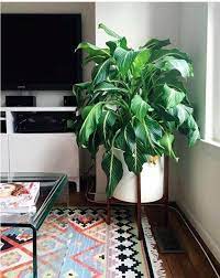 Watch us grow three different seeds. 10 Houseplants That Don T Need Sunlight Tips Inspiration Leedy Interiors