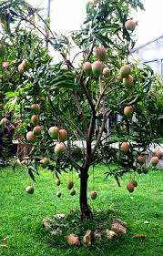 Dwarf Mango Tree Fruit Mango Tree Giant Vegetable Fruit