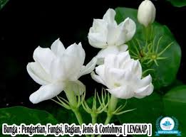 Maybe you would like to learn more about one of these? Pengertian Bunga Fungsi Bagian Jenis Contohnya Lengkap