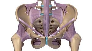 Am j obstet gynecol 59: 3 991 Best Pelvic Anatomy Images Stock Photos Vectors Adobe Stock