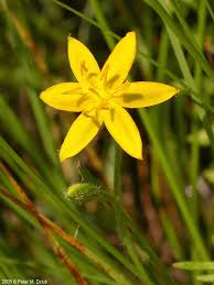 Image result for Hypoxis