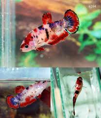 Fwbettashmp1420893199 Koi Black Red Female 204 Siamese Fighting Fish Betta Fish Fish Pet