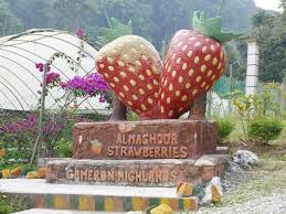 Strawberries And The Cameron Highlands Malaysia Cameron Highlands Highlander Cameron