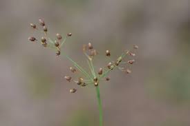 Image result for Fimbristylis dichotoma