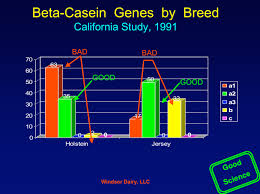 Image result for BETA CASEIN GENES BY BREED,nutrional milk, what is a1 and a2 milk, what is a2 milk, what is difference between desi and jersey cow,medicinal properties in desi cow milk,pure milk in our city, best milk in our hyderabad city,A2 milk in hyderabad,healthy milk,pure farm fresh milk,India’s favourite health food, spoonful of ghee,ghee reduces the glycaemic index,finest breed of Desi Gir Cow's milk,best buttermilk in hyderabad,pure desi a2 buttermilk,best yogurt in hyderabad, a2 yogurt, pure yogurt, farm fresh a2 milk yogurt,ghee that is use for weight loss, ghee which has medicinal and ayurvedic properties, pure and farm fresh vedic ghee,farm fresh a2 milk, a2 milk for lactose intolerant people,which milk is easily digestable,pure milk,good milk for lactose intolerant people,A2 milk in hyderabad,pure a2 milk for kids, pure A2 milk near me, A2 milk, A2 MILK DAIRY FARMS,A2 milk in india, A2 milk  where to buy, Bos indicus, BOS INDICUS SPECIES, DESI COW, DESI COW A2 MILK, DESI COW A2 MILK IN INDIA, DESI COW MILK NEAR ME, DESI COW MILK ONLINE, DESI COW MILK PRODUCTS, FREE GRAZING, HF COW MILK, NANDI ORGANIC SITE, NANDI ORGANIC STORE, RAW DESI COW MILK, TDM, TEAM DESI MILK,TRUELY FOOD IS MEDICINE, Buy A2 ghee online,buy pure ghee for kids,best ghee for pregnant ladies,Good quality a2 milk,best a2 milk at online,number one a2 milk in hyderabad,bilano method ghee in hyderabad,best quality ghee in hyderabad,best milk for children,best A2 ghee in hyderabad for kids,food that increase immunity,best milk which have high nutritional values, A2 ghee, pure desi milk, where can i buy pure desi milk, shuddha desi milk, shuddha desi milk in hyderabad, want pure ghee for kids, desi gay ka dhoodh, aavu palu, best a2 milk 2019,pure bilano method ghee,unprocessed milk,vedic ghee in hyderabad,want to buy A2 milk online,best quality milk online,super good food for kids,best milk for diabetes,best milk for heart patients,best milk for adults,how to reduce bad cholesterol,how to gain good cholesterol,best indian vedic ghee,aavu neyee,ghai ka ghee,which milk is good for acidity,best milk for inflammation,more nutritional value milk in market,great nutritional milk in online,