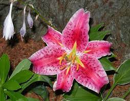 Pink Tiger Lily Tiger Lily Lily Flower Lily
