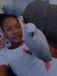African Grey Parrots