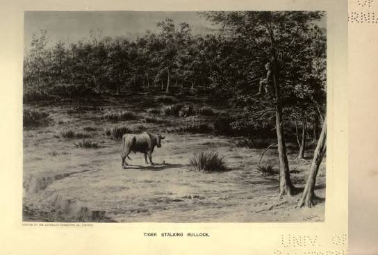 Hunting in Dehradun in ~1887 Reference : Tiger-shooting in the Doon and Ulwar : with life in India / by J.C. Fife-Cookson ; with numerous illustrations by E. Hobday, from sketches by the author