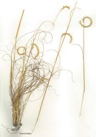 Image result for Elionurus