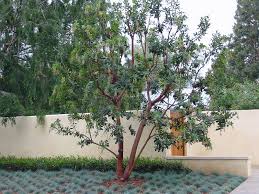 Long leaves, with lightly toothed margins. Arbutus Marina Marina Strawberry Tree Plantmaster