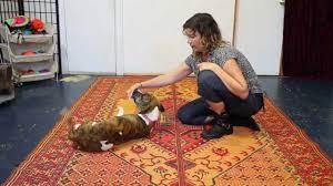Gradually, reduce your involvement in guiding him to roll over until he will do so in response to the command alone. Teach Your Dog To Roll Over Dog Training Youtube