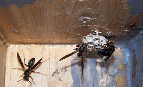 Paper Wasp Photos And Control