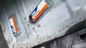 Bug bombs are most effective on flying insects, such as flies or mosquitoes. Have Ants In Your Car Here S How To Get Rid Of And Keep Them Away