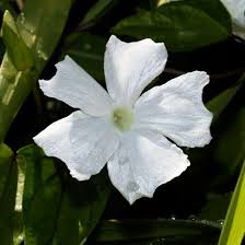 Image result for Thunbergia dregeana