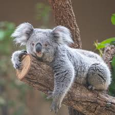 Koalas On Instagram Double Tap Follow Us Softkoalas Follow Us Softkoalas Dm For Credit In 2020 Cute Animals Cute Funny Animals Koala Bear