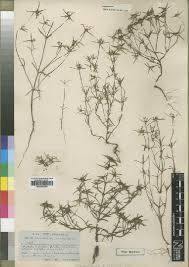 Image result for Oldenlandia echinulosa