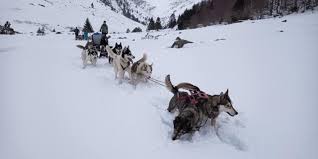 By nia borer july 11, 2021 post a comment L Appel Sauvage Chiens De Traineau Sightseeing Tour Agency Sports Recreation Facebook