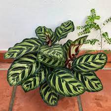 Calathea Makoyana Peacock Plant Live Plant Peacock Plant Plants Potted Plants Outdoor