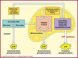 Image Result For Glycolysis Diagram With Carbohydrates Lipids And Amino Cellular Respiration Photosynthesis And Cellular Respiration Electron Transport Chain