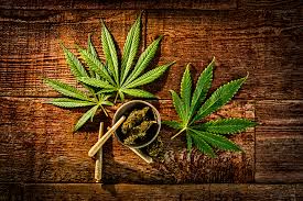 Image result for Marijuana