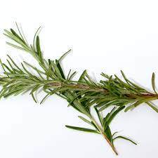 Does rosemary need full sun? About Rosemary And Its Use In Cooking