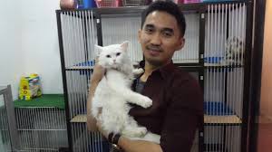 People interested in kucing anggora hitam putih also searched for. Toko Kucing Di Bandung Tapete Kucing Anggora Persia Bergerak 2000x1125 Wallpapertip