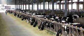 Caut om la ferma de vaci de lapte. Ferma Unde Vacile Dau Cele Mai Mare ProducÈ›ii De Lapte NoutÄƒÅ£i Rota Guido Piacenza