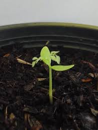 Maybe you would like to learn more about one of these? Thaidragon Growing Carambola Or Starfruit From Seeds