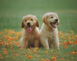 Contents common health problems in golden retrievers caring for your golden retriever golden retrievers are amongst a group of breeds classed as 'category two' by the kennel. Zoo Co Golden Retriever