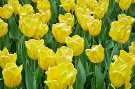 Tulip Yellow Flight Perennials Tulips Flower Field