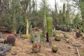 Buy san pedro and peyote cactus online. Cactus San Diego Zoo Animals Plants