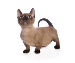 Enter a location to see results close by. Available Munchkin Kittens For Sale Cats For Adoption