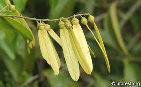 Image result for Ventilago