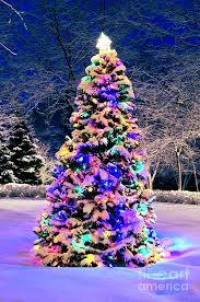 Snowy Christmas Tree Christmas Tree In Snow Photograph By Elena Elisseeva Christmas Tree Christmas Lights Christmas Tree Outside Christmas Tree With Snow
