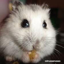 If you're interested in learning more about them, read the fascinating and fun facts we have about hamsters below. Basic Information Sheet Hamster Lafebervet