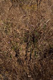 Image result for Bothriocline longipes