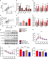 Adipocyte-derived Lysophosphatidylcholine Activates Adipocyte And Adipose  Tissue Macrophage Nod-Like Receptor Protein 3 Inflammasomes Mediating  Homocysteine-Induced Insulin Resistance - EBioMedicine