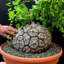Image result for Dioscorea sylvatica