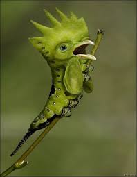 35 Weirdest Animals Of The World The Wondrous Design Magazine Weird Animals Photoshopped Animals Animal Mashups