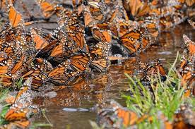 Donde Ver Mariposas Monarca En Mexico Matador Espanol