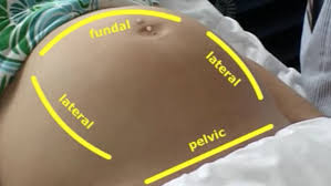 It is typically done by a doctor during prenatal visits, although it can also be done at home on one's own pregnancy belly Rlo Midwife S Abdominal Examination In The Antenatal Period