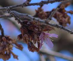 See link at bottom for photos. Oh No My Cherry Trees Are Brown Scott Arboretum