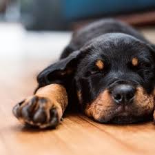 Hiccups are completely normal for puppies. What To Do When Your Puppy Gets The Hiccups Daily Paws