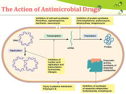 Antimicrobial Chemotherapy To Control Microorganisms Ppt