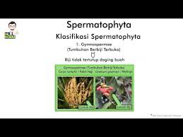Biologi Spermatophyta Tumbuhan Berbiji Youtube