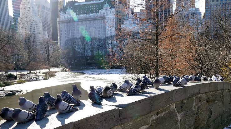 Pigeon in an urban environment