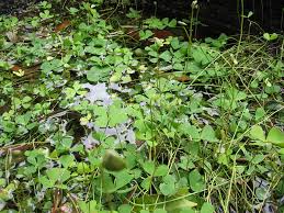 Image result for Marsilea aegyptiaca